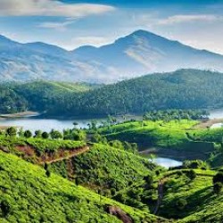 Tea Valley And Munnar Hill Station Tour 2N/3D ( 2N Munnar )